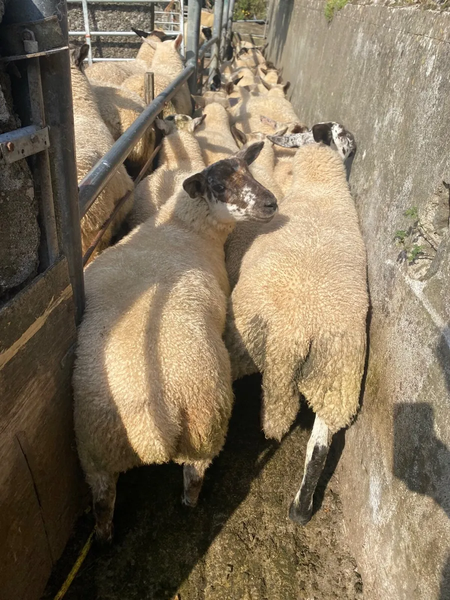 Large groups of Suffolk  and Texel cross ewe lambs - Image 4