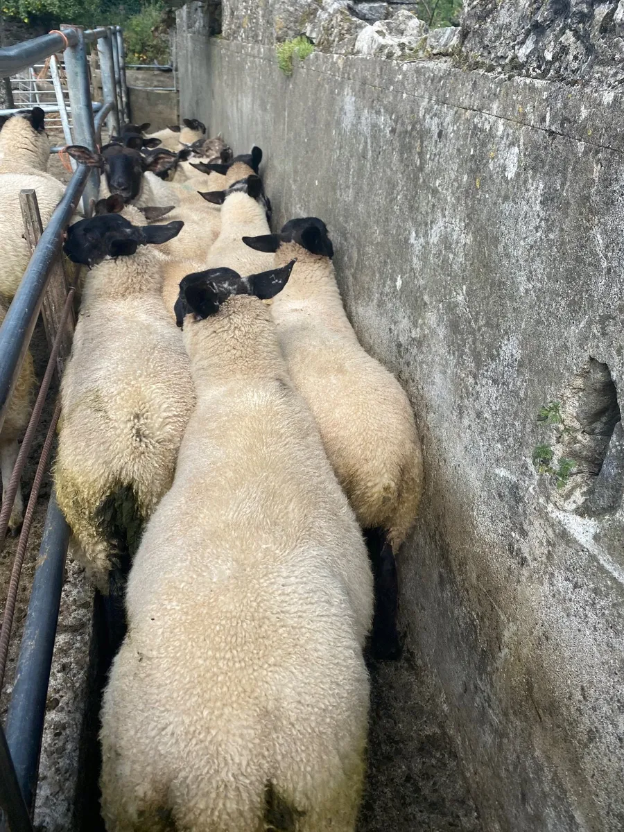 Large groups of Suffolk  and Texel cross ewe lambs - Image 1