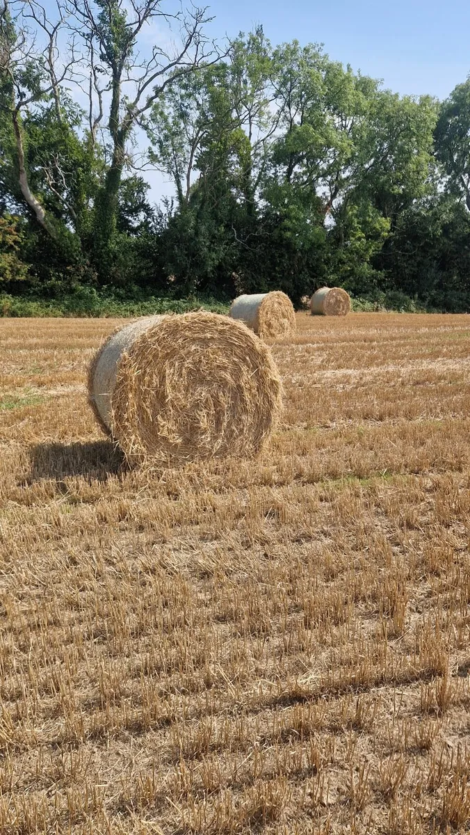 Barley Straw
