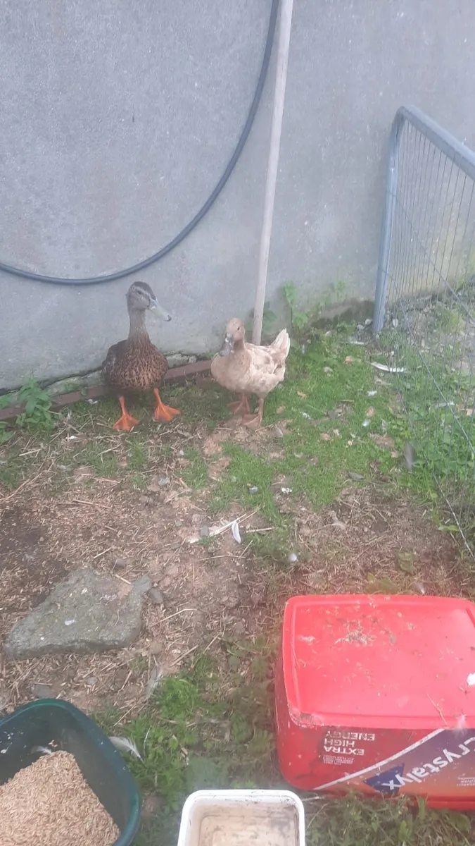 Brown duck and drake