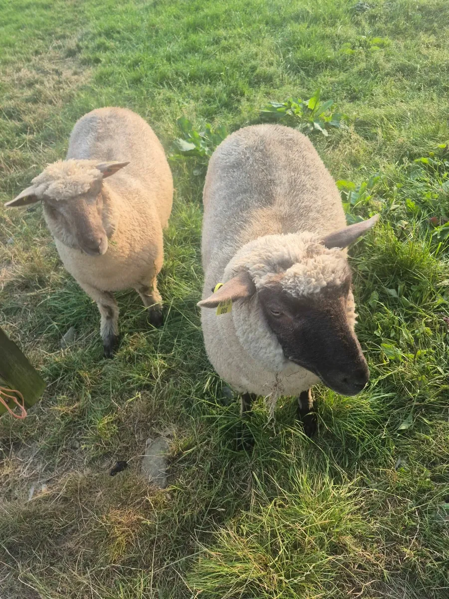 Sheep - Image 1