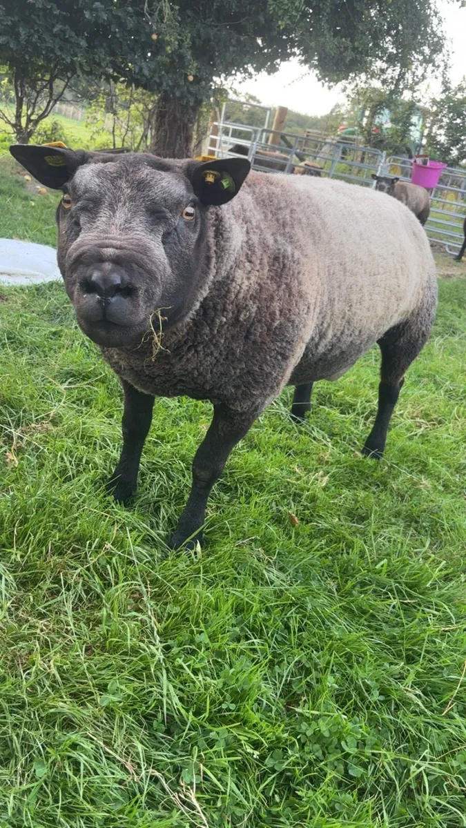Pedigree Blue Texel Yearling - Image 1