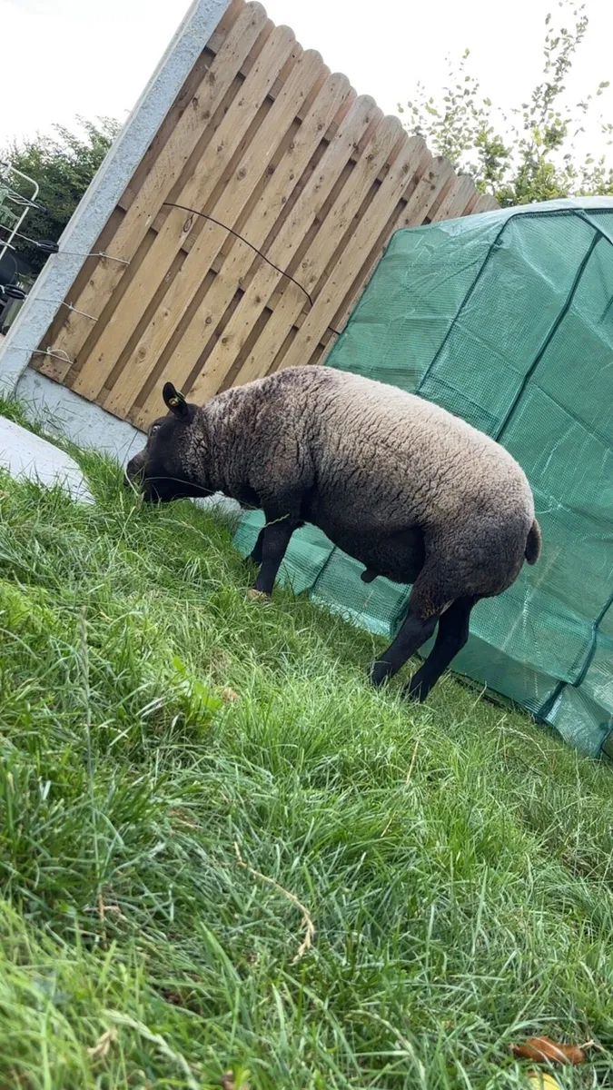 Pedigree Blue Texel Yearling - Image 2