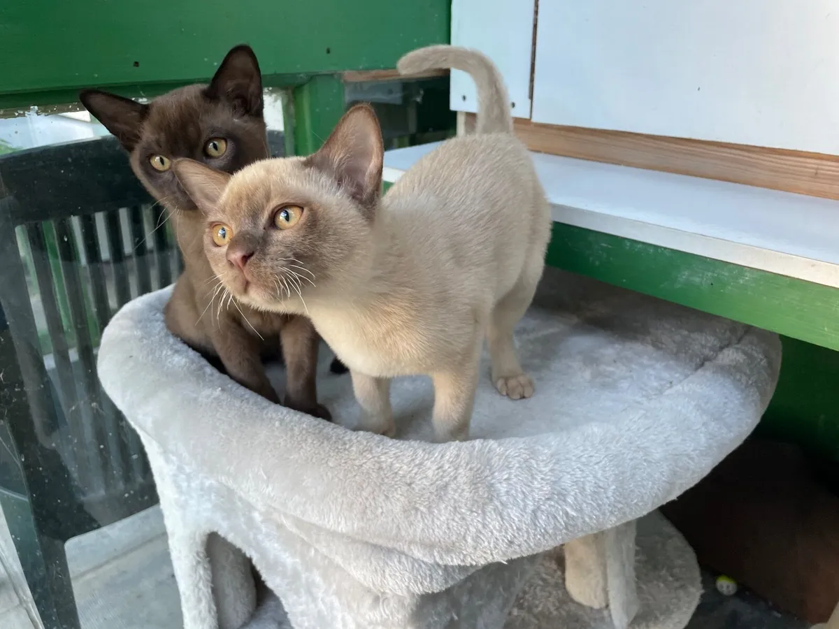 Burmese Kittens - Image 2