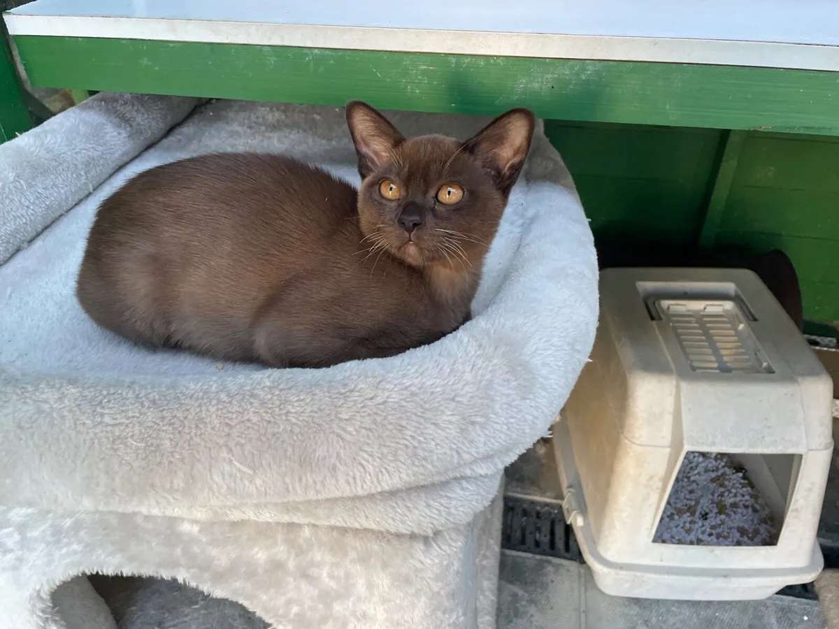 Burmese Kittens - Image 3