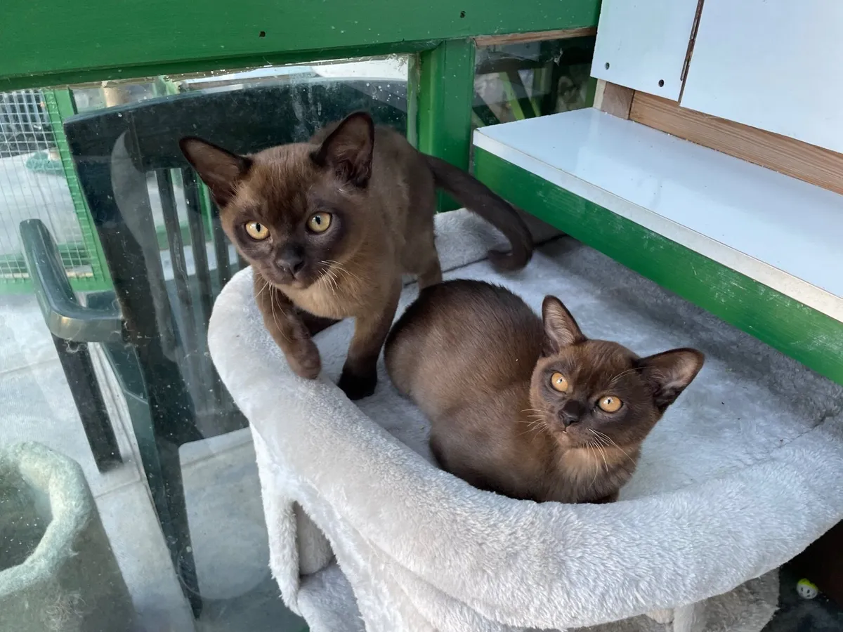 Burmese Kittens - Image 4