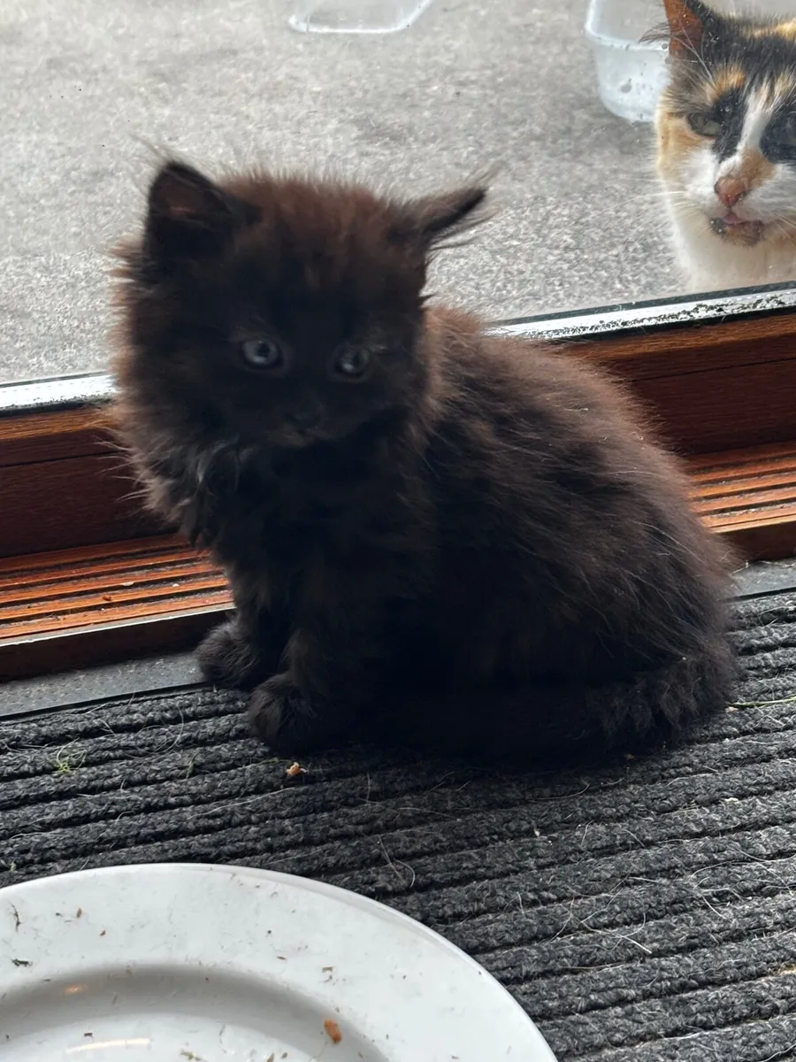 Kittens - Image 2