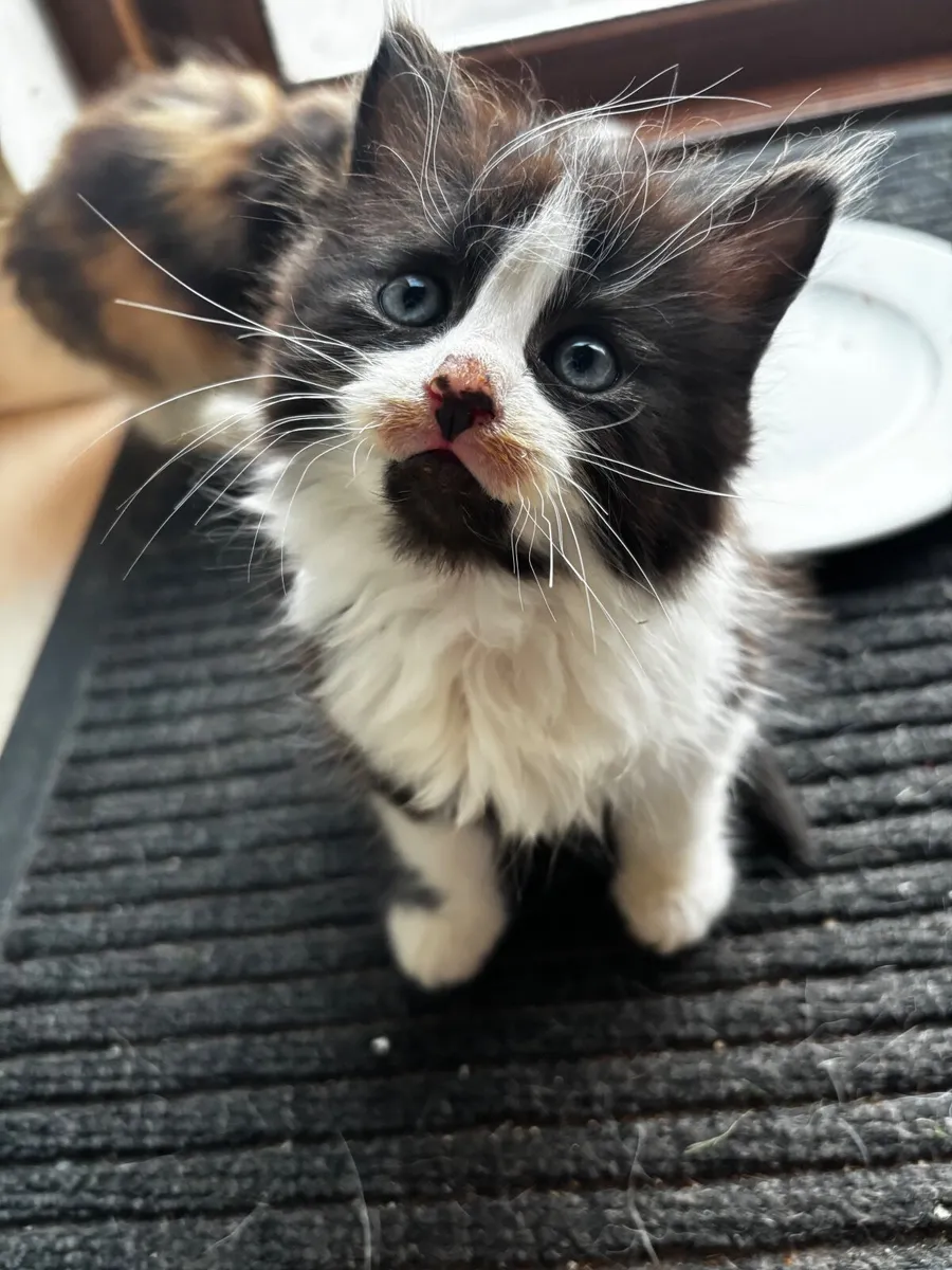 Kittens - Image 3