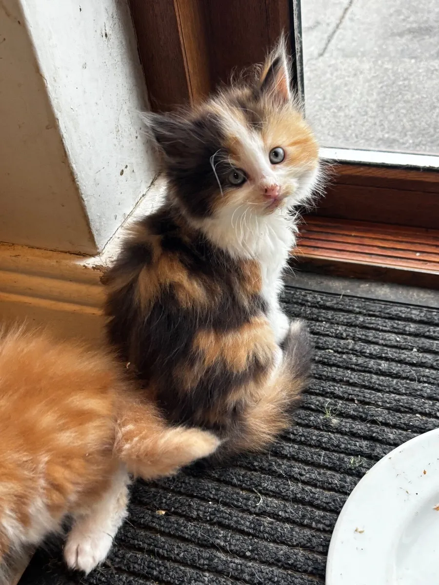 Kittens - Image 4