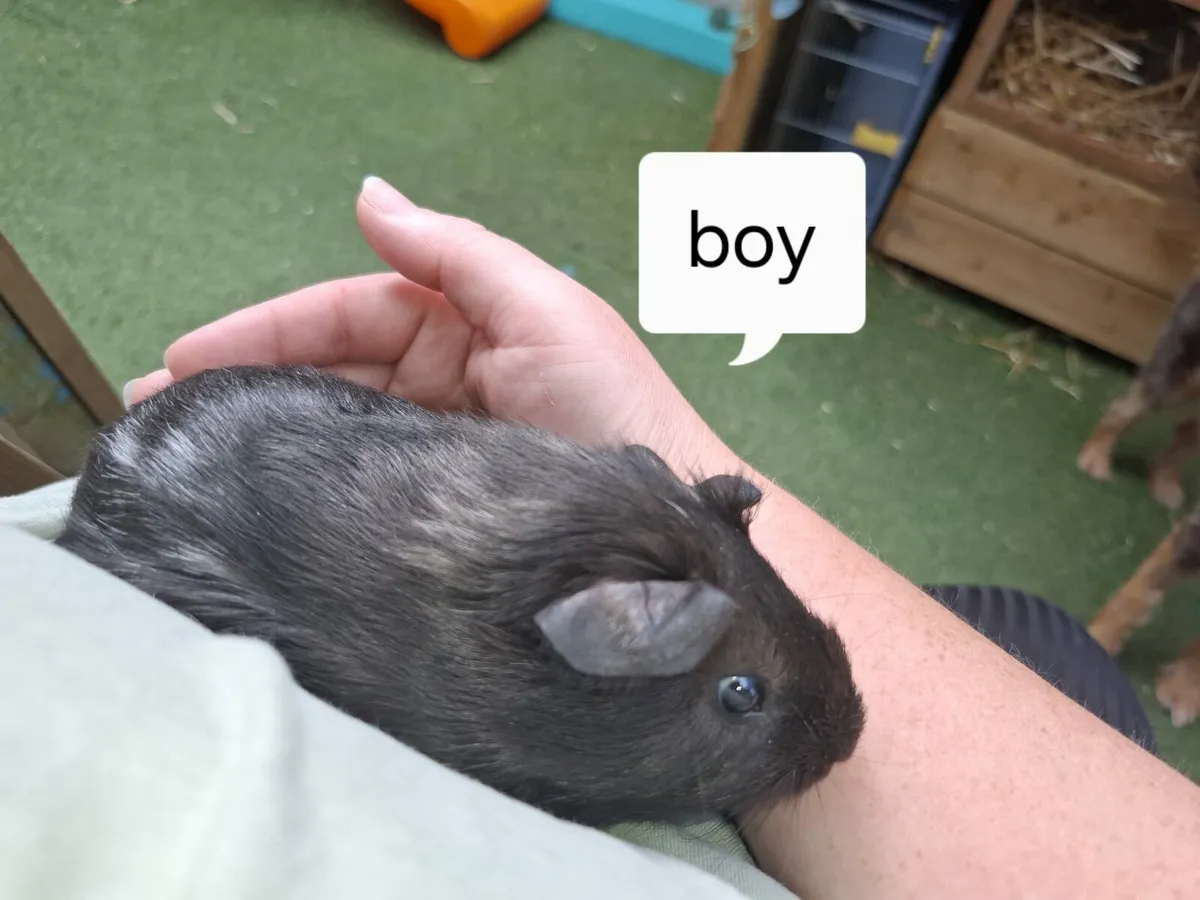 Guinea pigs