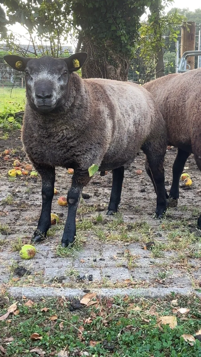 Pedigree Blue Texel Ram Lambs - Image 2
