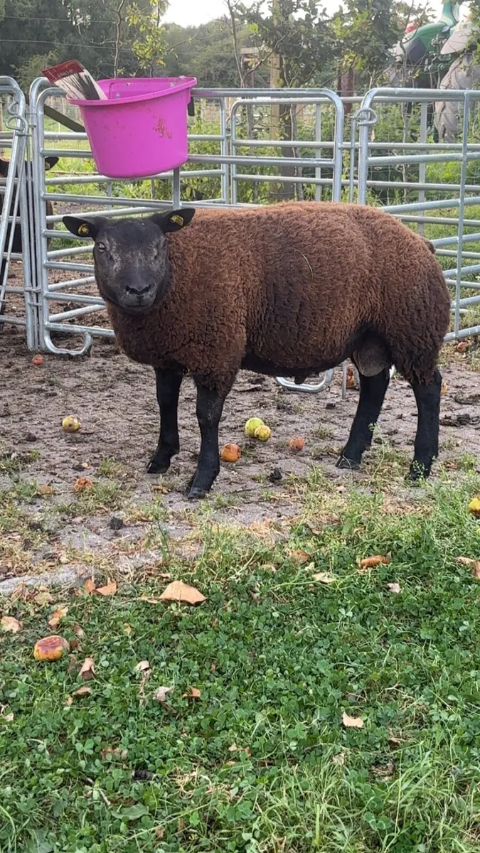 Pedigree Blue Texel Ram Lambs - Image 3