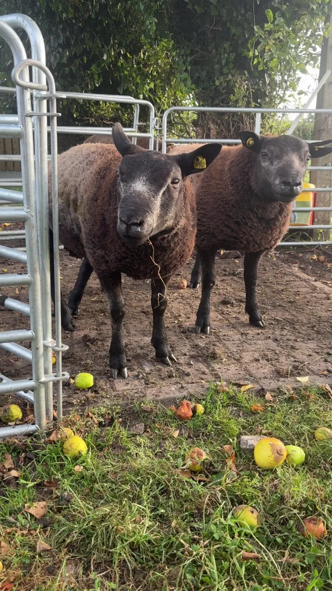Pedigree Blue Texel Ram Lambs - Image 4