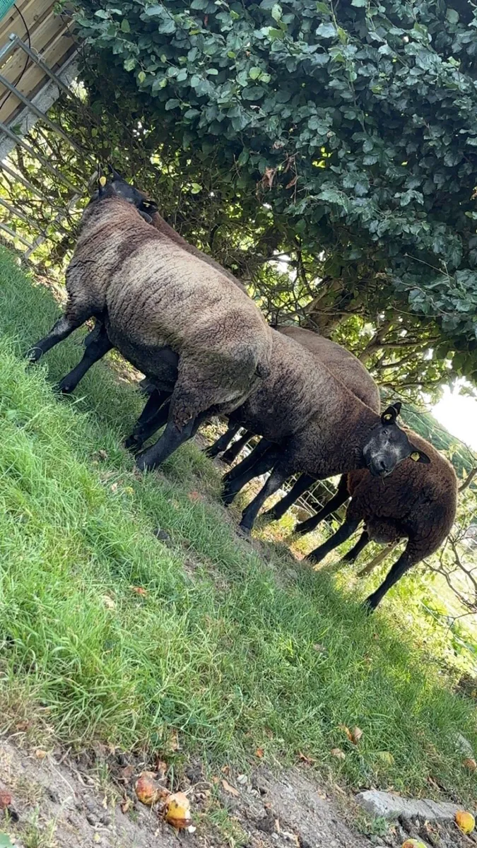 Pedigree Blue Texel Ram Lambs - Image 1