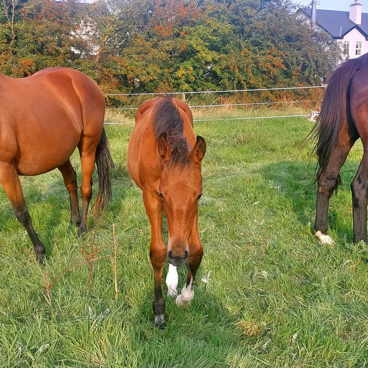 Lovely blood foal - Image 2