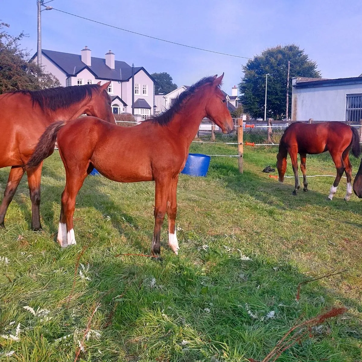 Lovely blood foal - Image 3