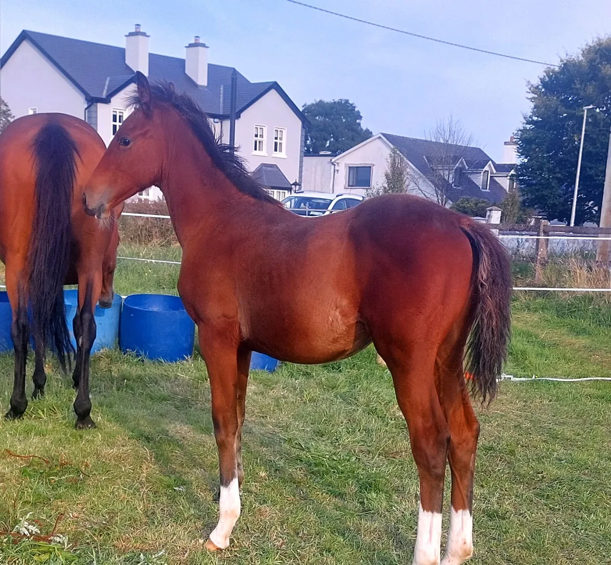 Lovely blood foal - Image 4
