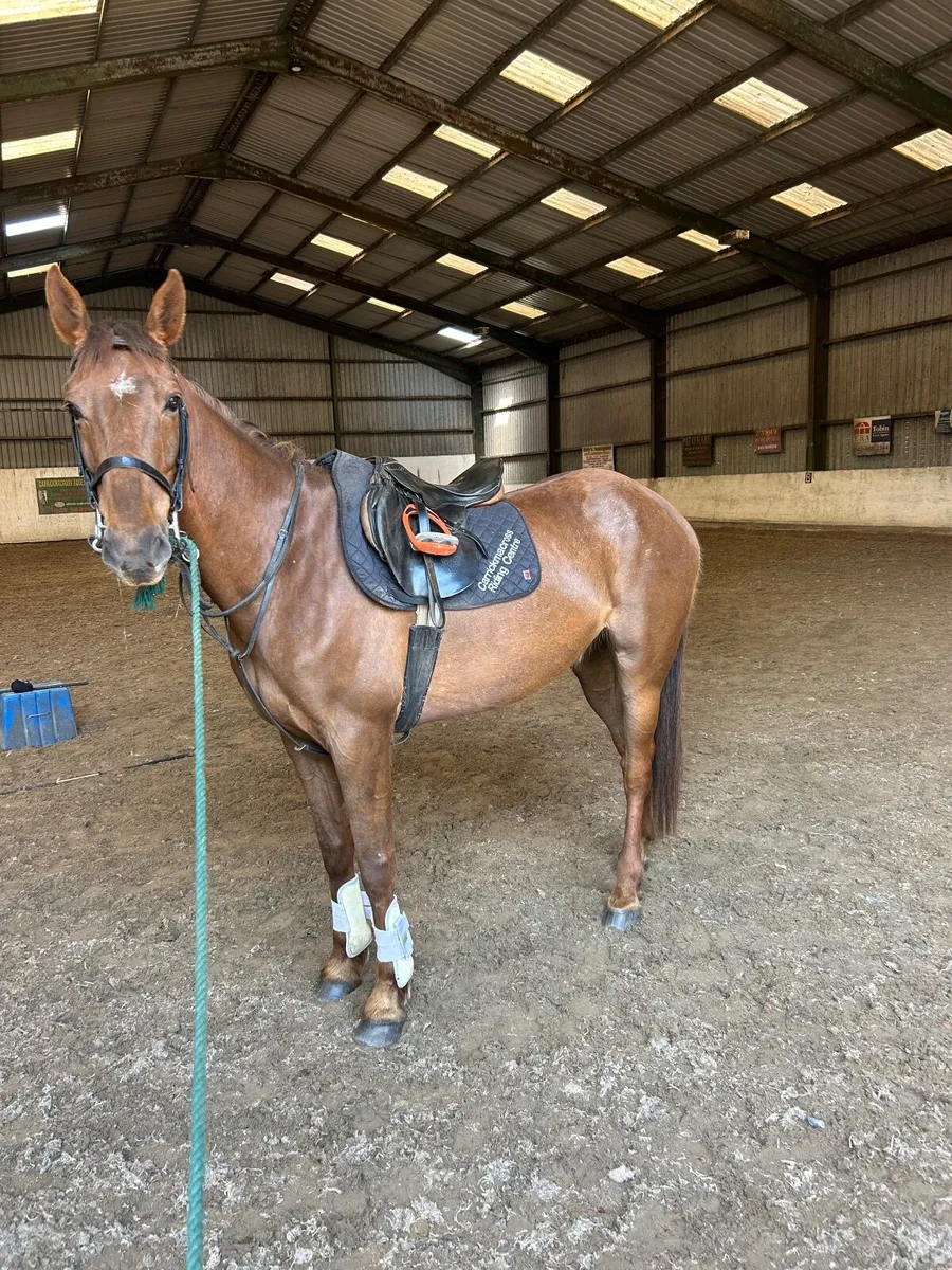 16.1  5yr old chestnut gelding - Image 2