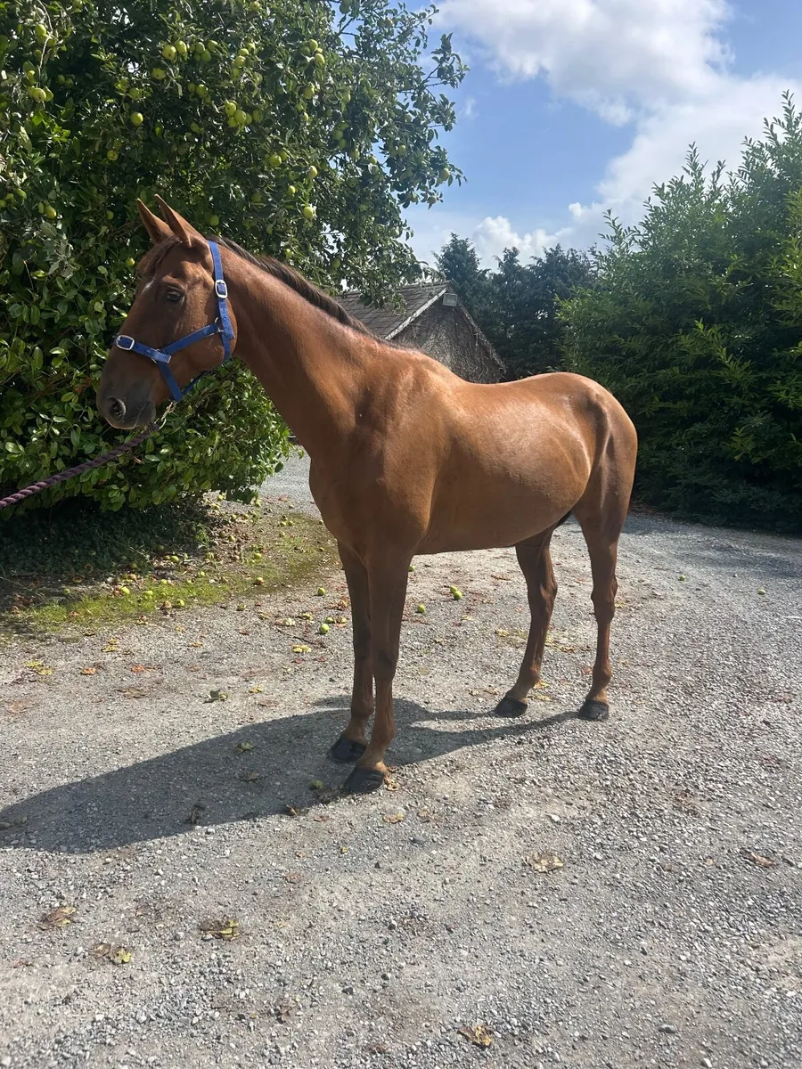 16.1  5yr old chestnut gelding - Image 3