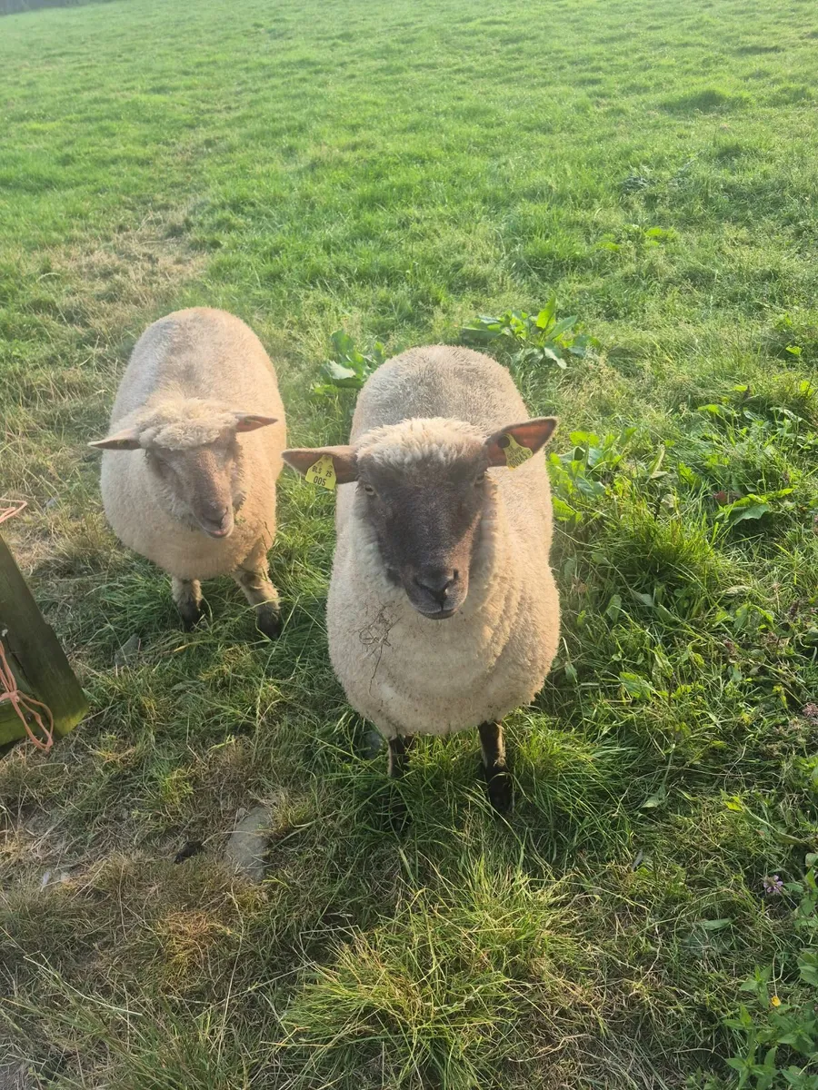 Sheep - Image 3