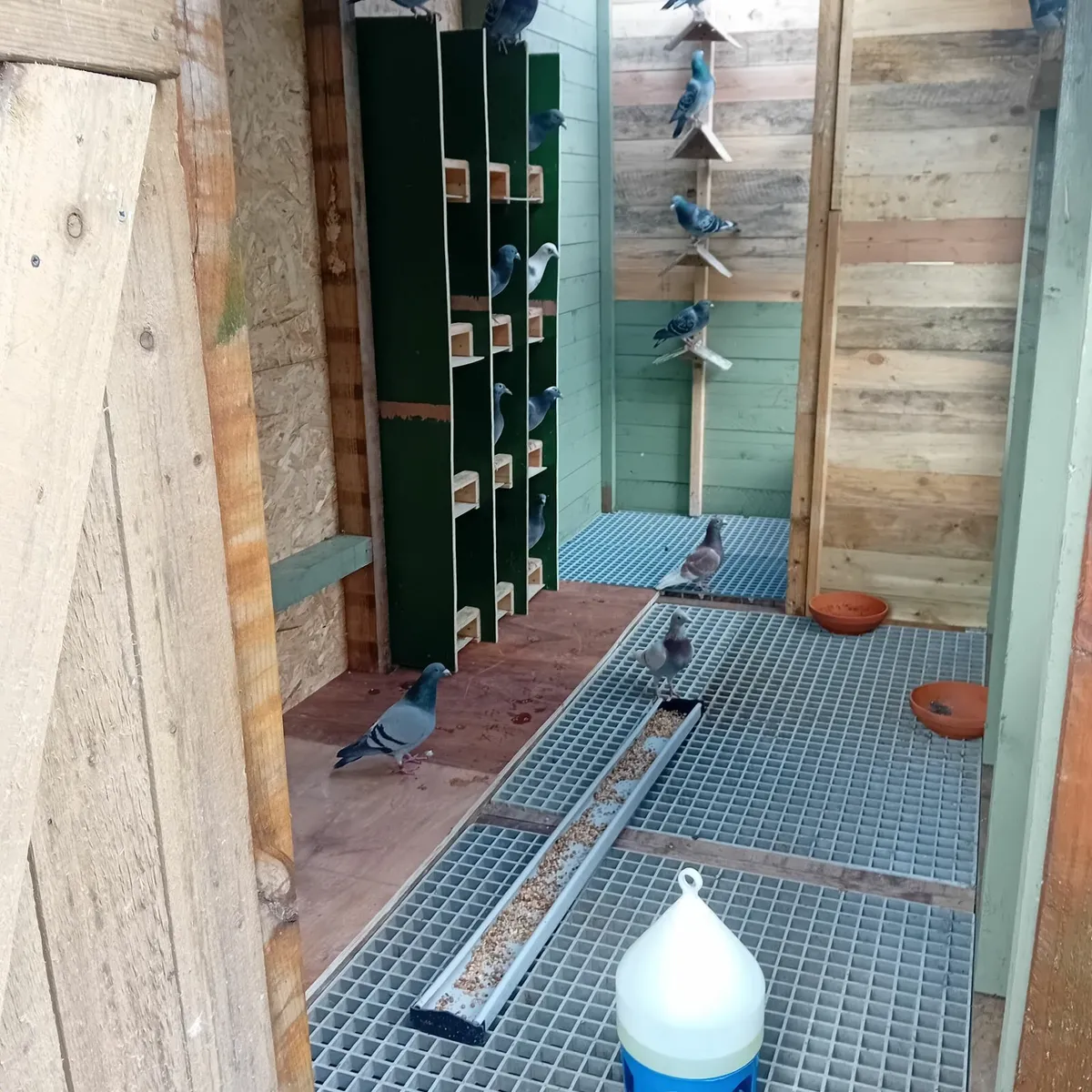Pigeons  loft - Image 2