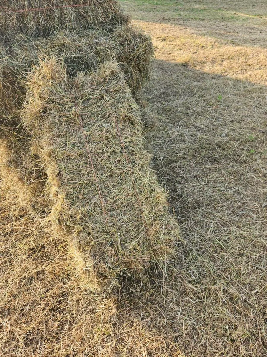 Hay - Image 2