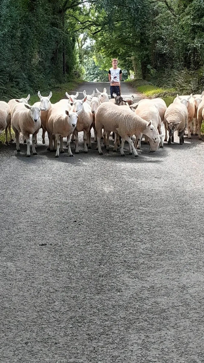 Aughrim Sheep Breeders Show - Image 3