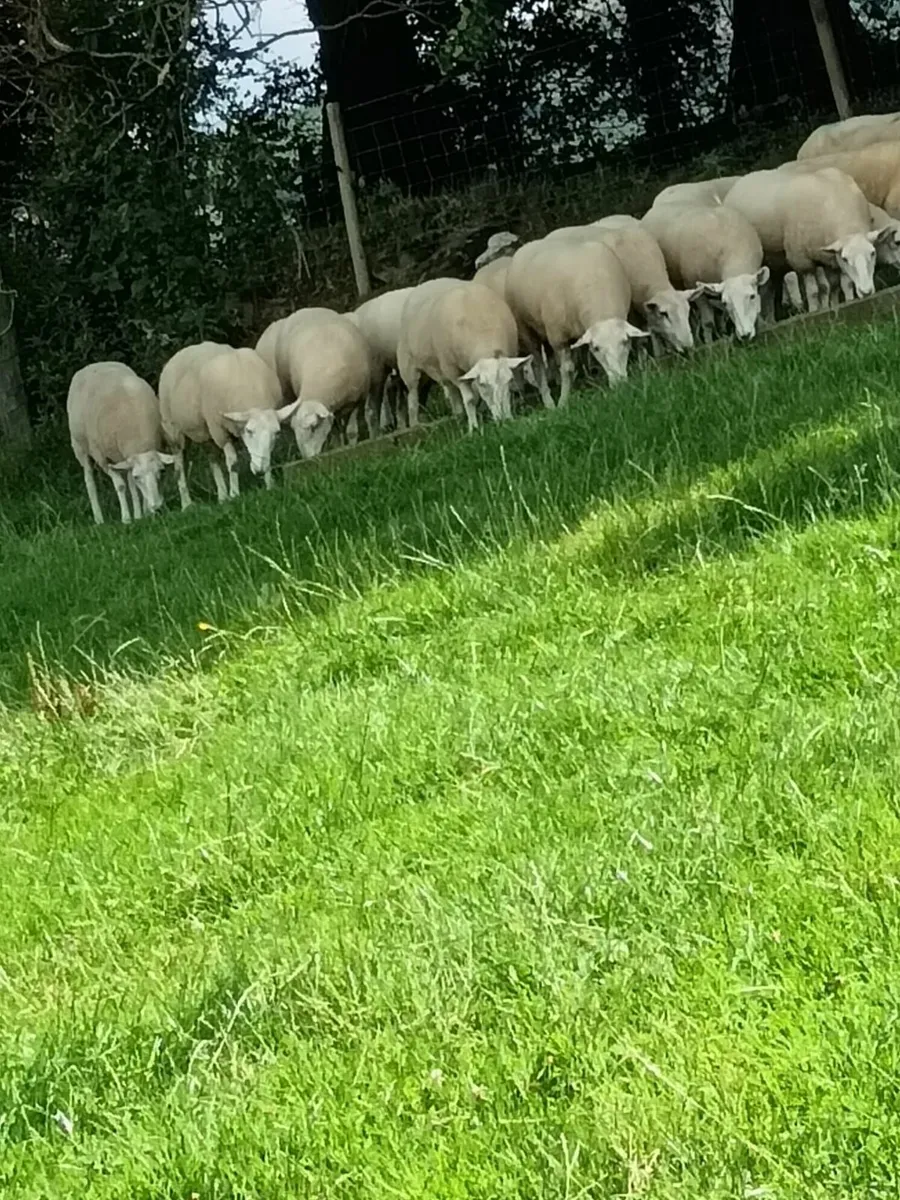 Aughrim Sheep Breeders Show - Image 4