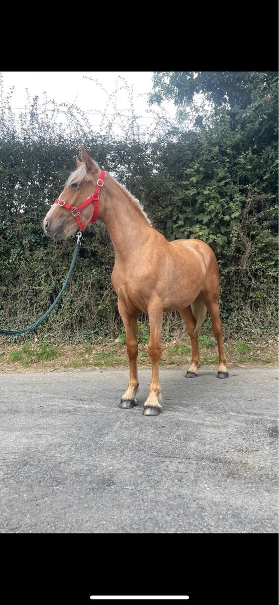 Yearling Palomino Filly - Image 1