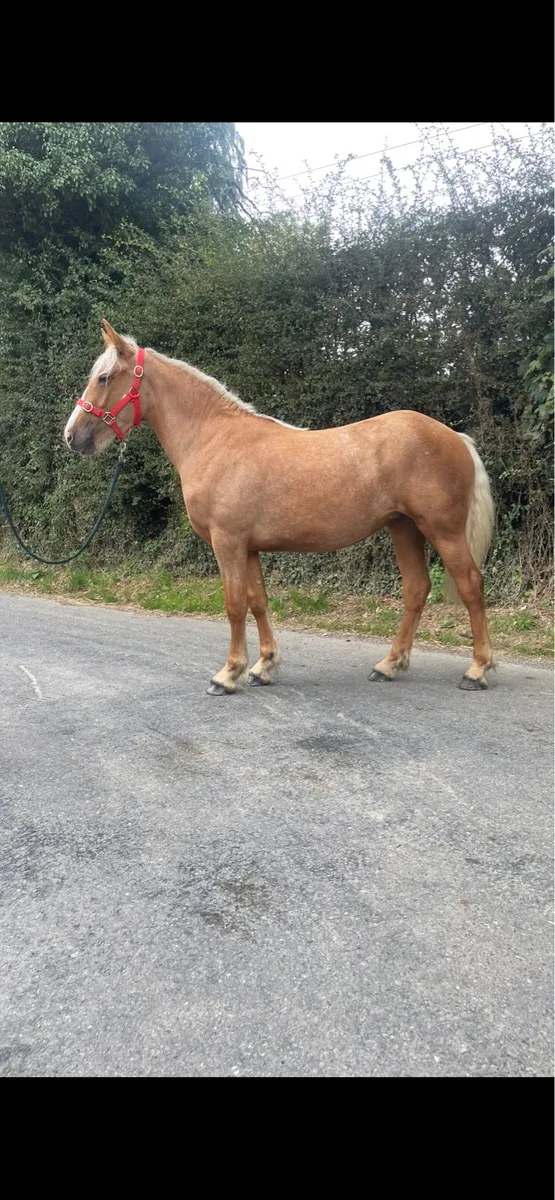 Yearling Palomino Filly - Image 2