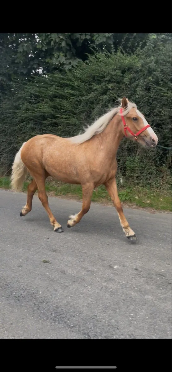 Yearling Palomino Filly - Image 3