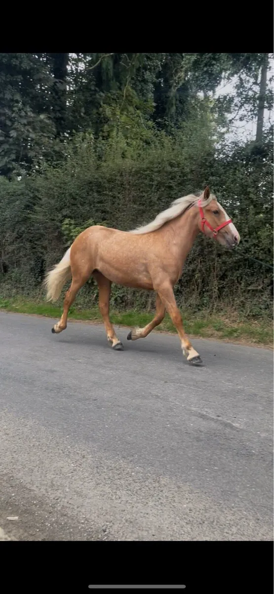 Yearling Palomino Filly - Image 4