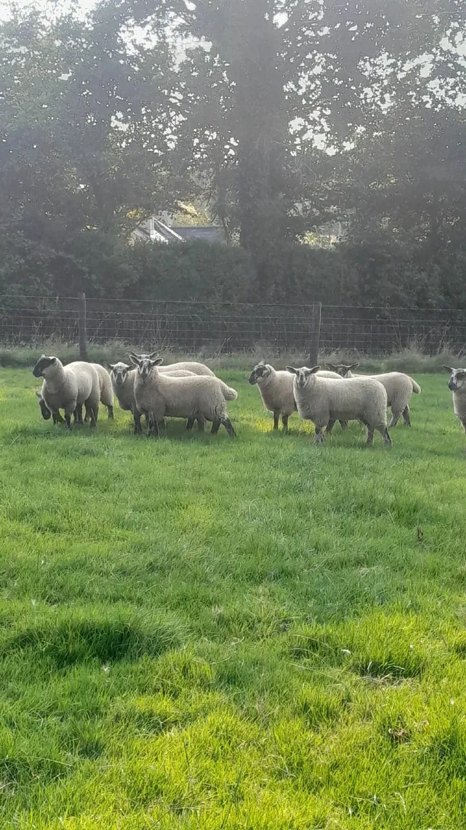 Aughrim Sheep Breeders Show - Image 1