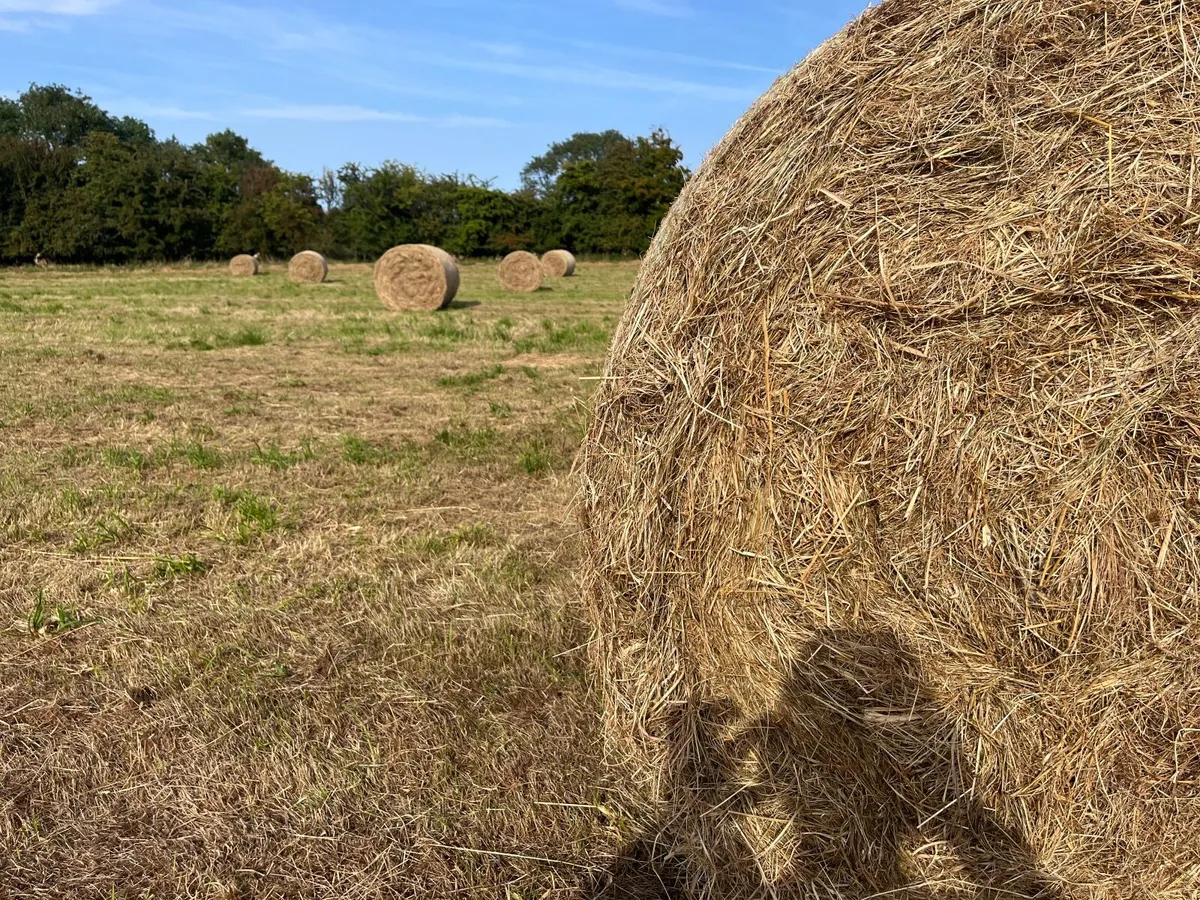 Hay - Image 2