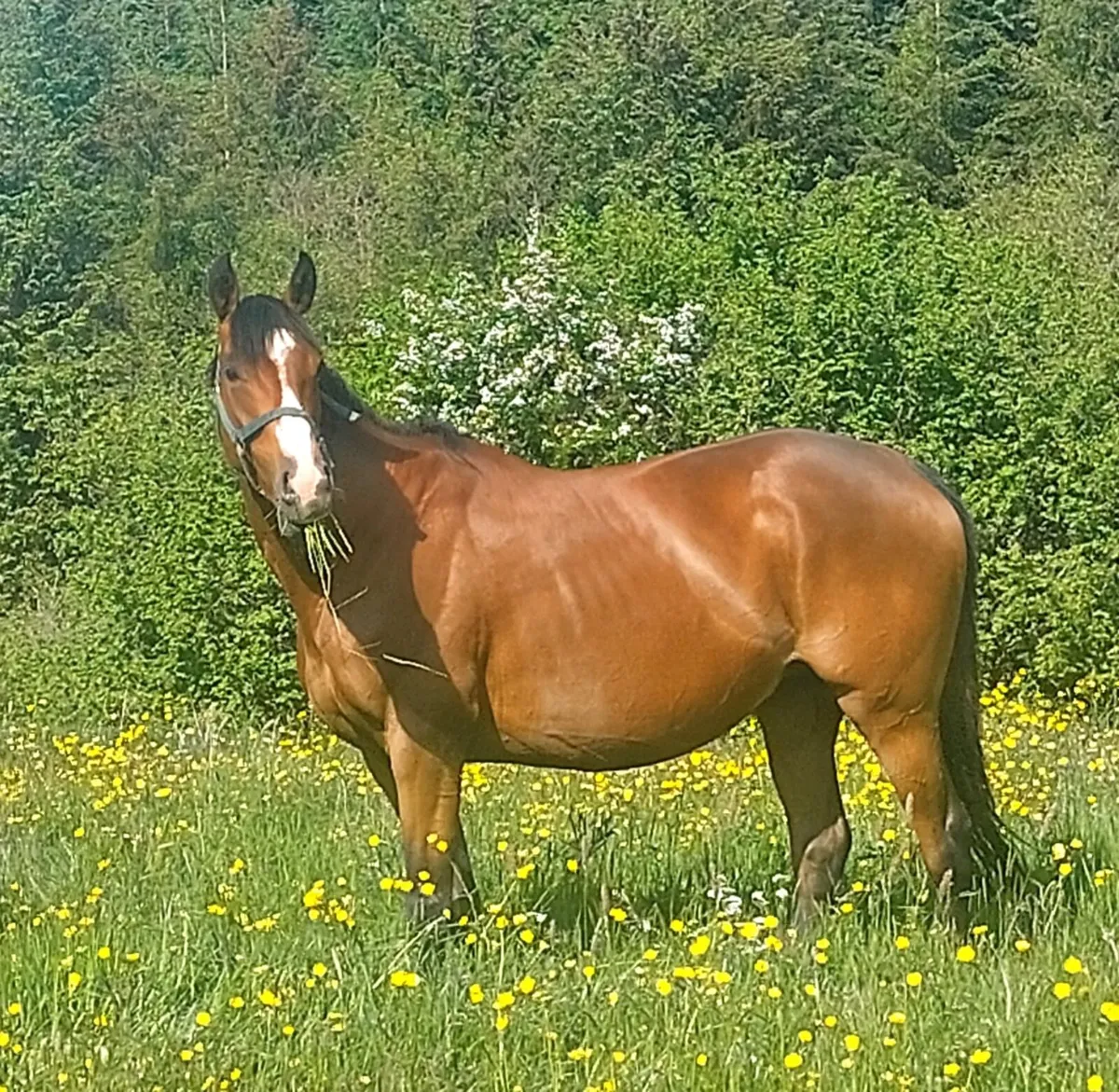 Top class event and show colt foals for sale - Image 3