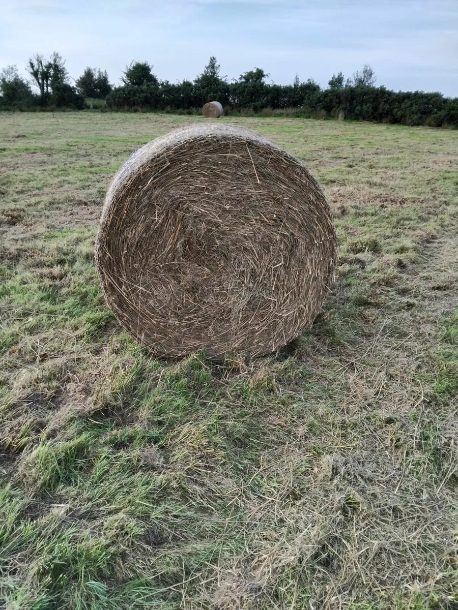 Hay bales for feed r bedding. - Image 1