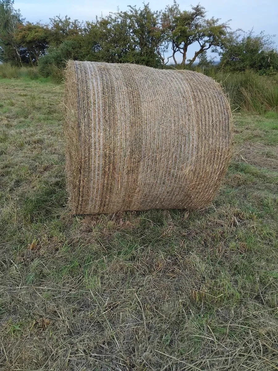 Hay bales for feed r bedding. - Image 2