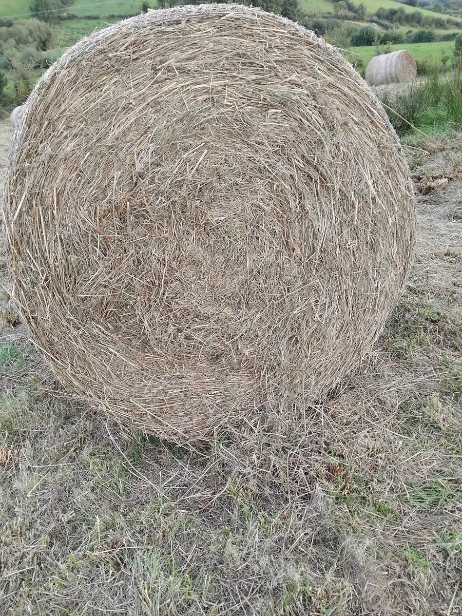 Hay bales for feed r bedding. - Image 3