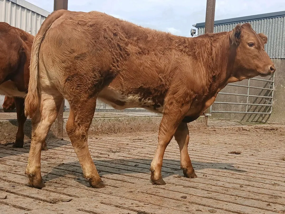 🌟 2 Super Roan Heifers 🌟 - Image 1