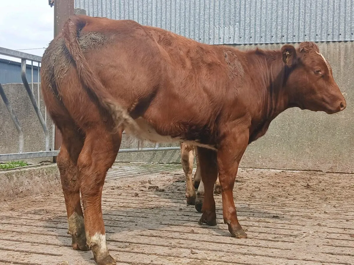 🌟 2 Super Roan Heifers 🌟 - Image 3