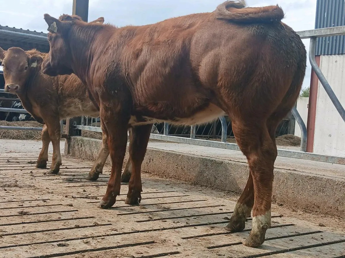 🌟 2 Super Roan Heifers 🌟 - Image 4