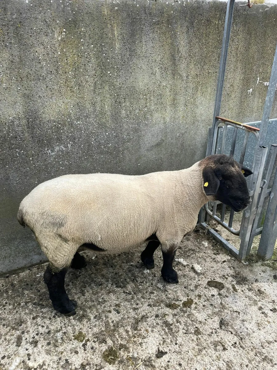 Ram - Image 1