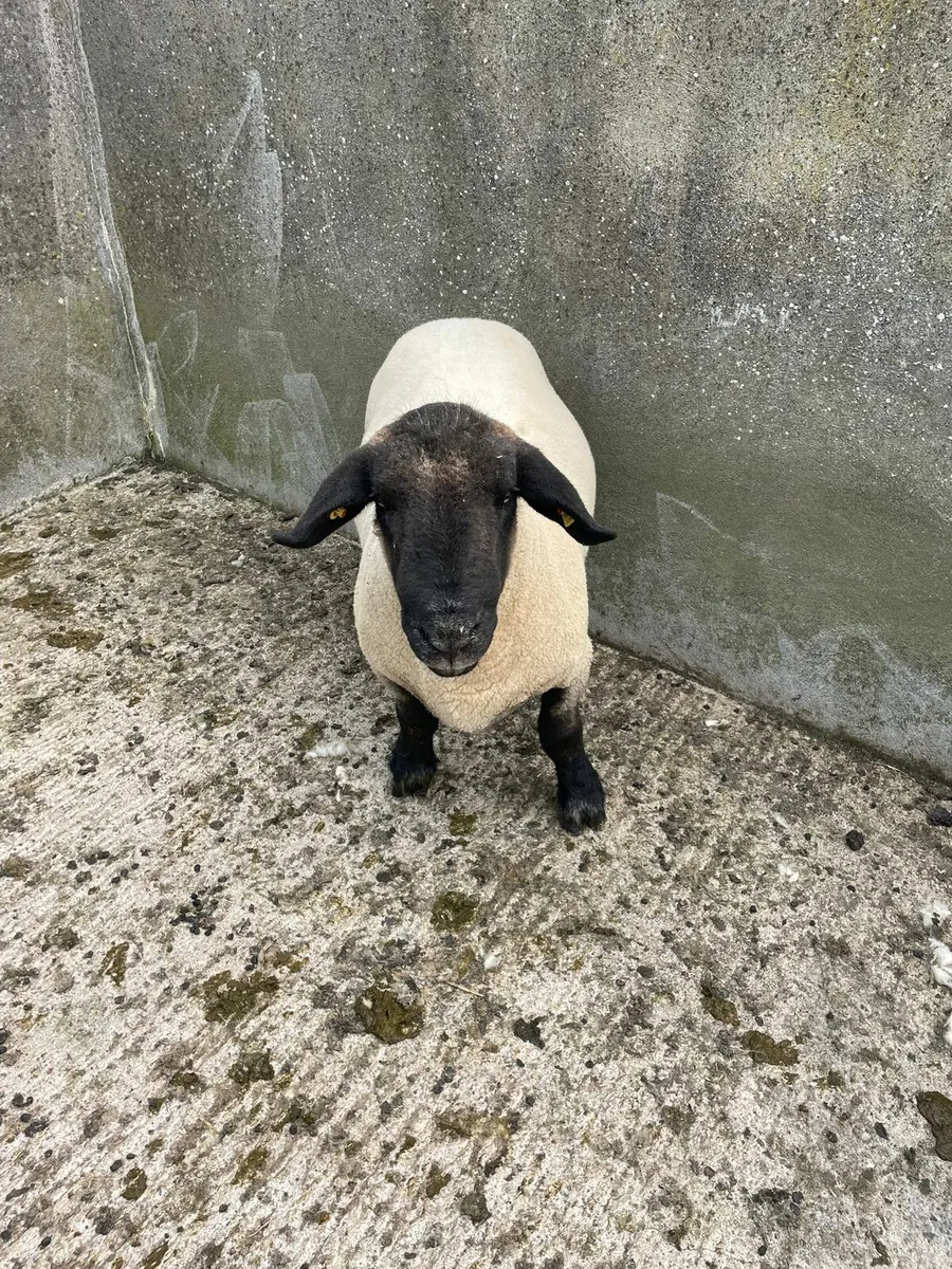 Ram - Image 2