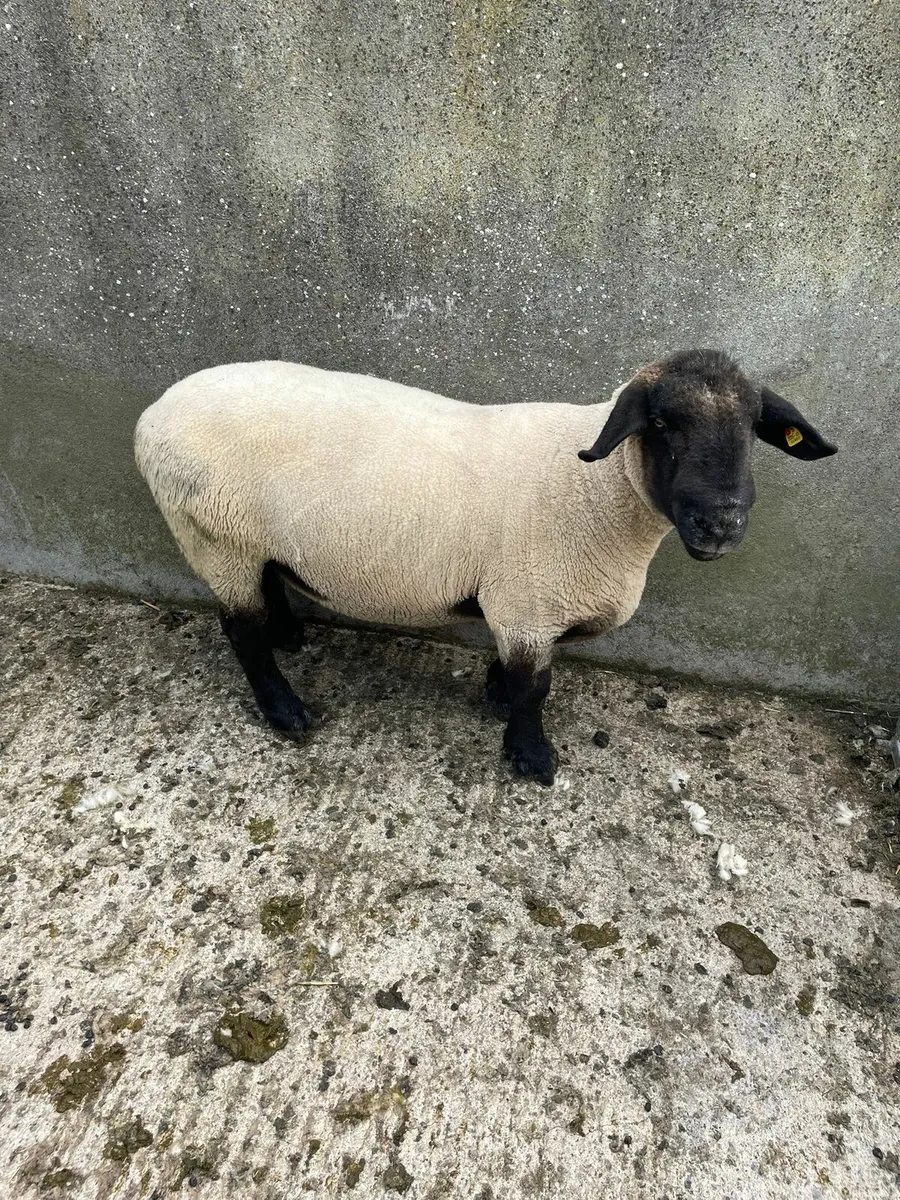 Ram - Image 3