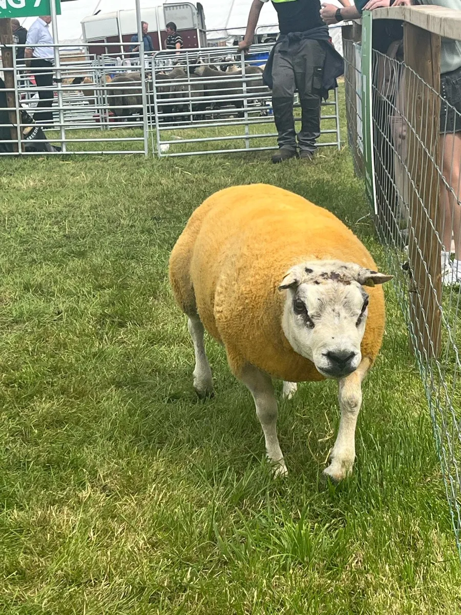🔥🔥serious pb ram for sale - Image 3