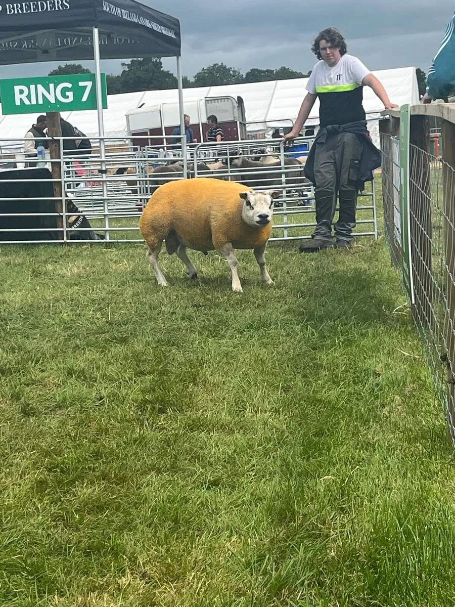 🔥🔥serious pb ram for sale - Image 4