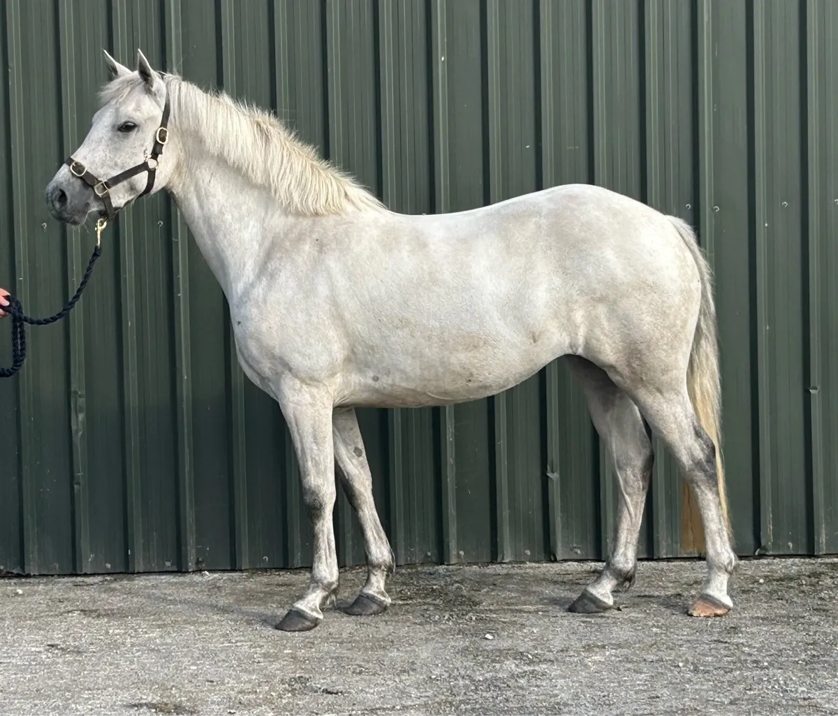 3 year old Connemara Filly - Image 1