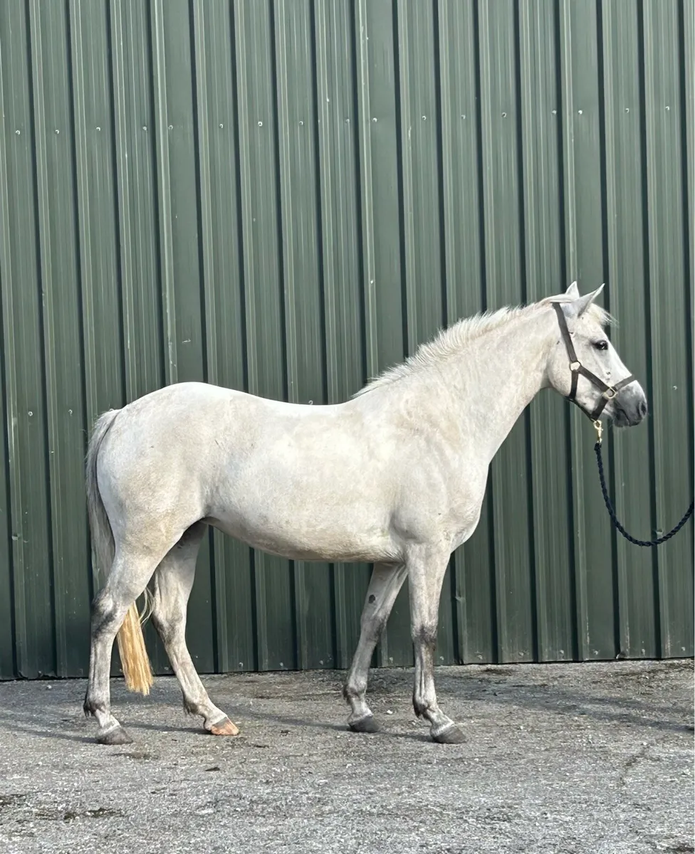3 year old Connemara Filly - Image 3