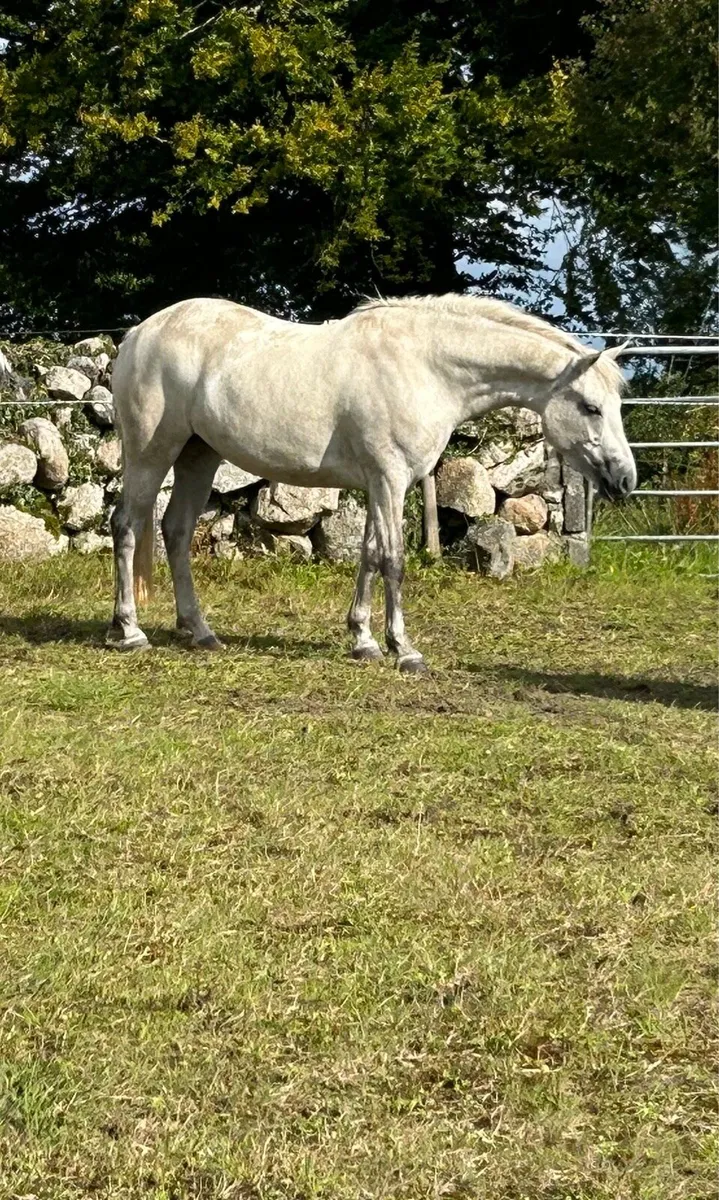 3 year old Connemara Filly - Image 4