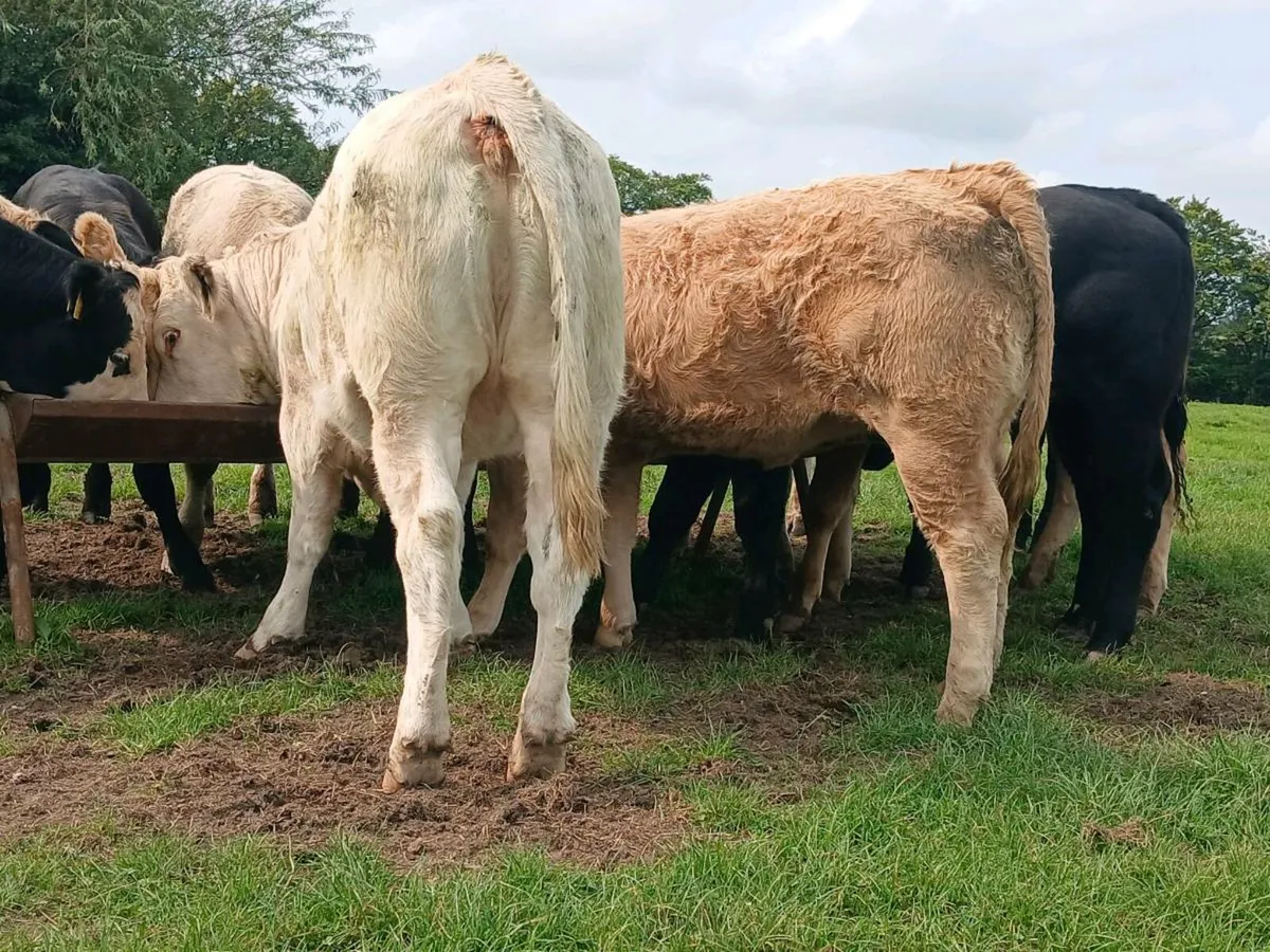 20 Super Quality Heifers - Image 2